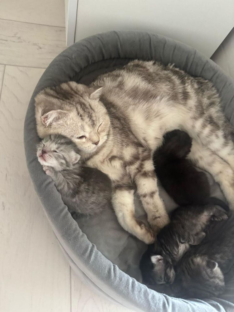 Продам шотланскую кошку
