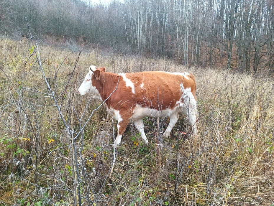 Vand doua vaci blțata