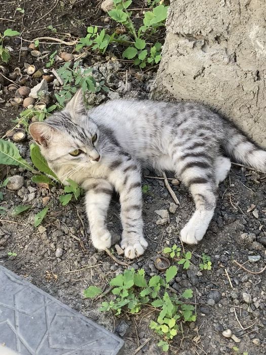 Миниатюрная кошечка