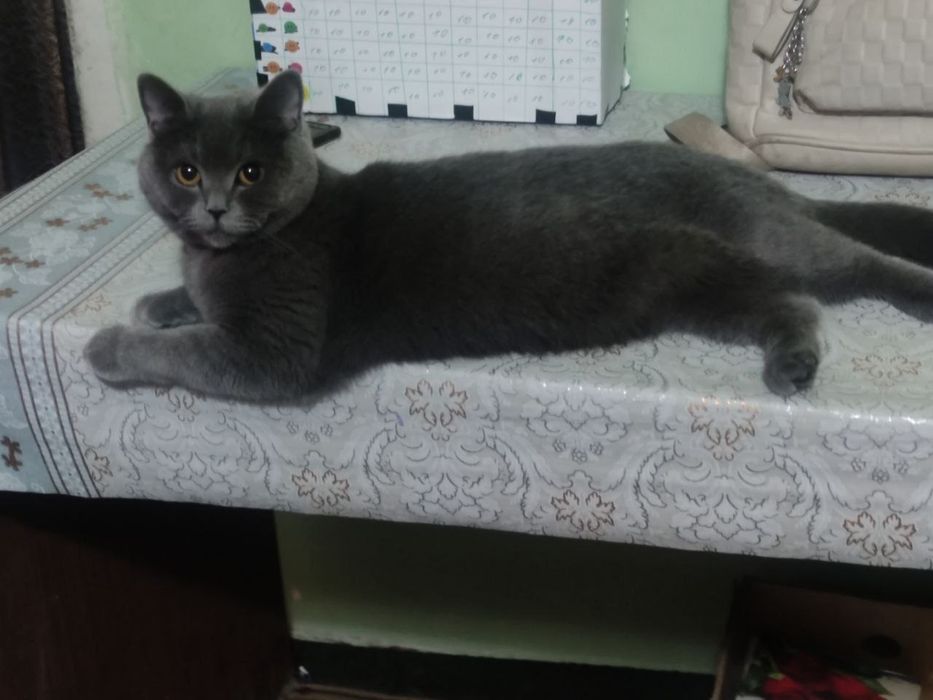 Mushuk tozza parodali