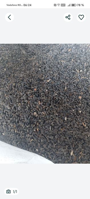 Floarea soarelui de vinzare