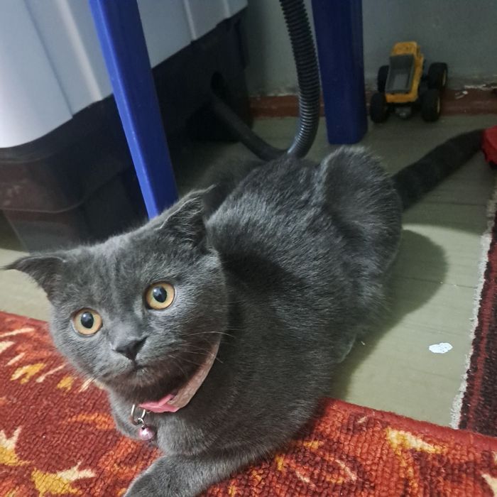 Zotdor mushuk skotish