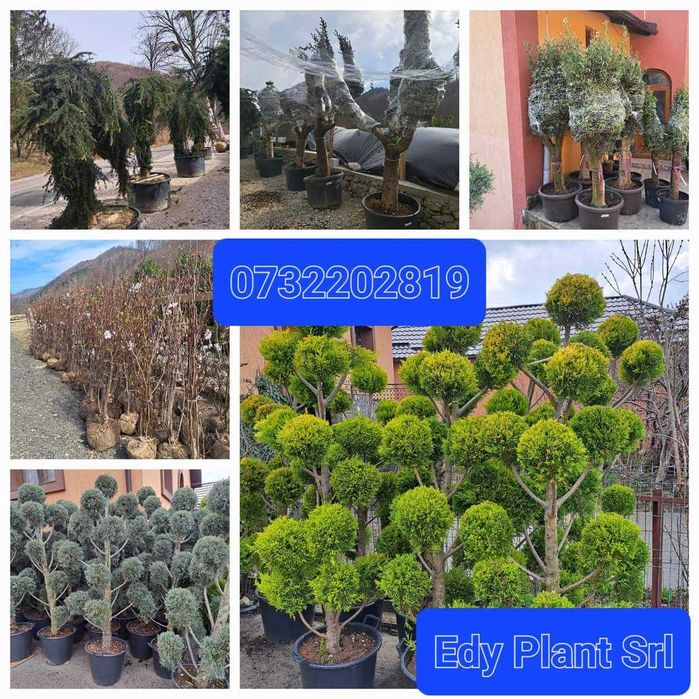 Vând tuia, brazi, magnolie, mesteacăn, tei, stejar