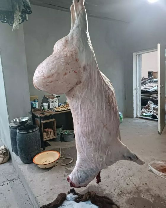 Qassob xizmati qoy mol soyish