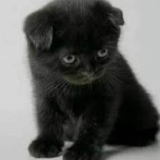 Вислоухий котенок