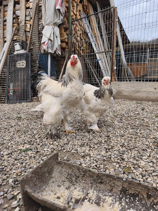 Vand 6 gaini + cocos Brahma