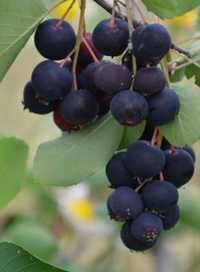 Material saditor afin/aronia/coacaz