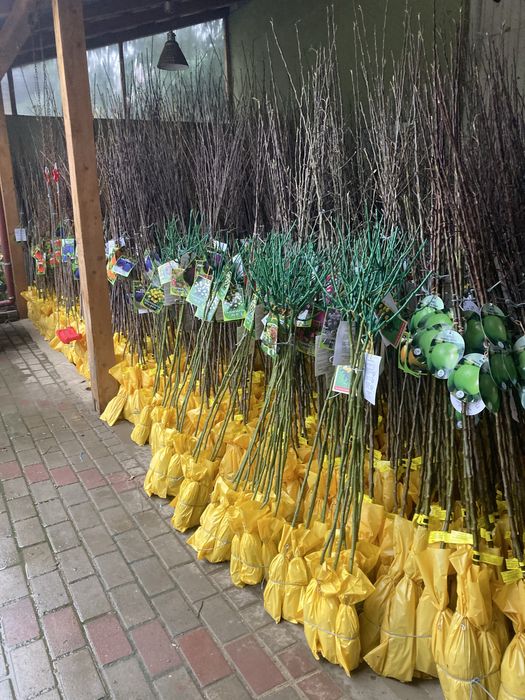 Vand pomi fructiferi ambalati