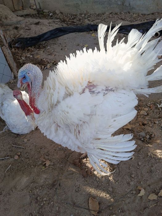 big 6 induk sotiladi 20 kilo vesi bor kilosi 50 ming