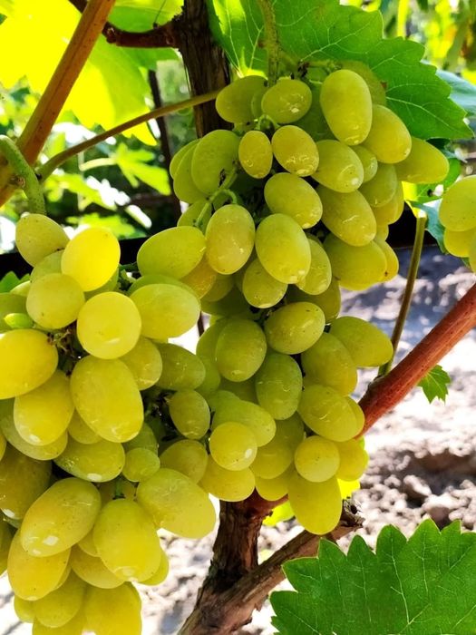 Heliodor vita de vie