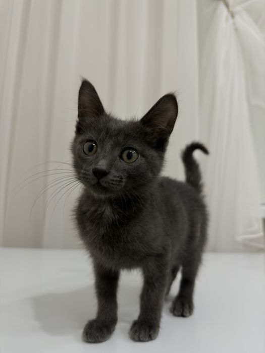 Отдам Котенка в хорошие руки!!!