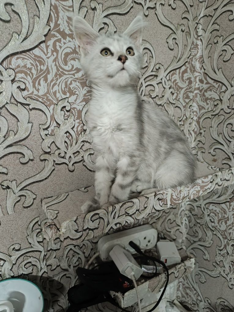 Продается Кошечка Мейн Кун