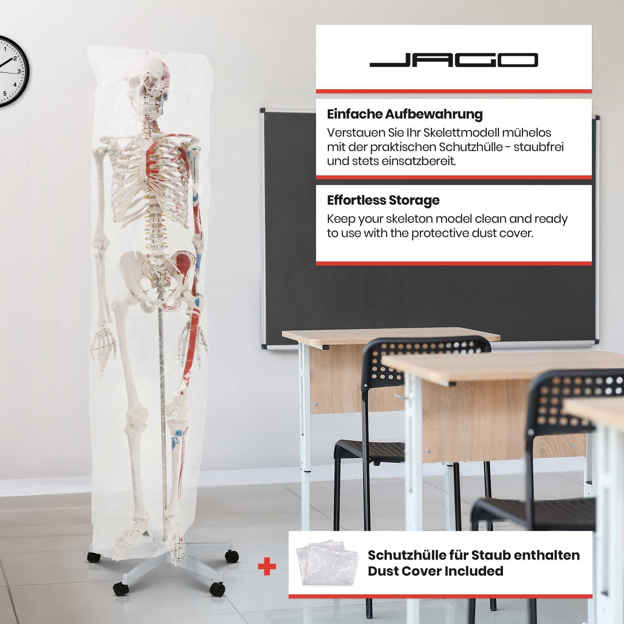 Човешки скелет Jago 181,5 см, медицински анатомичен, образователен