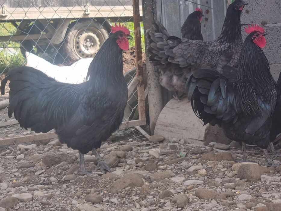Vând 3 cocoși australorp vârstă 6 luni