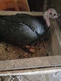 Продам яйца индюшек для разведения цыплят яйца свежие можно для инкуба