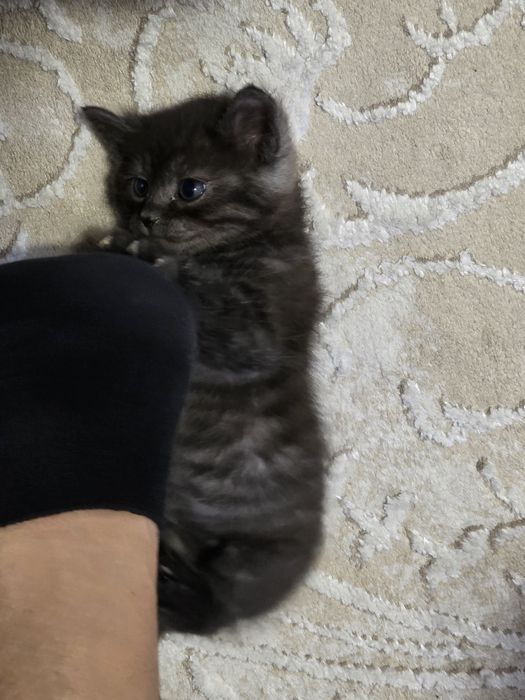 Бесплатно отдам Котенок пацан