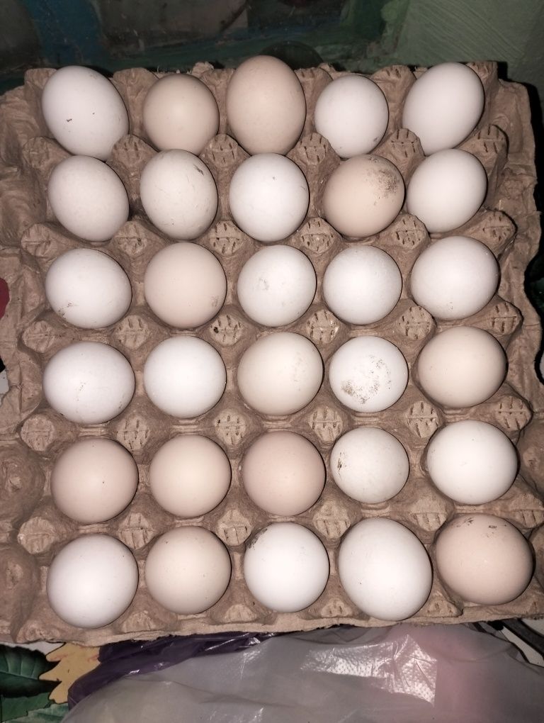 Продам домашние яйца