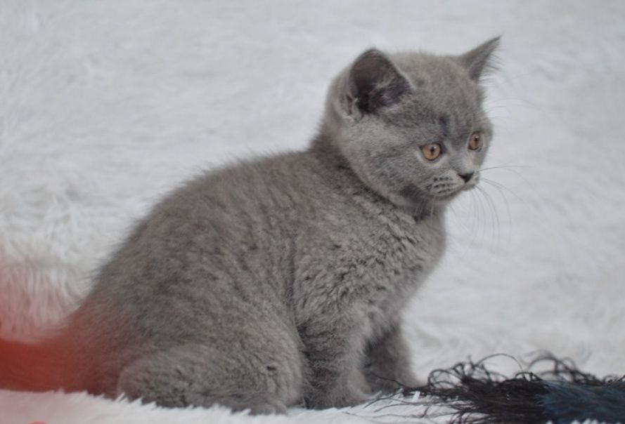 В продаже котята Британцы, чистокровные