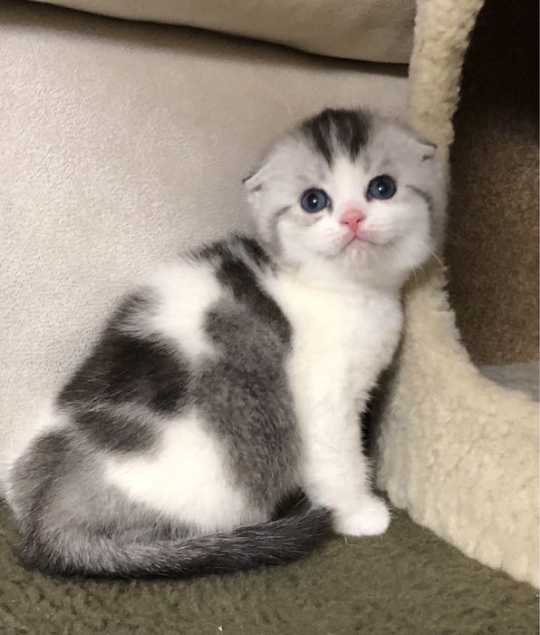 Шотландские котята!