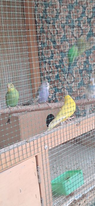 Papugay valnistiy 12ta vzarosli va maladoyla soglom 55.000 dan kami bo