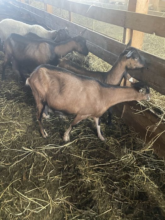 Vand capre alpina franceza