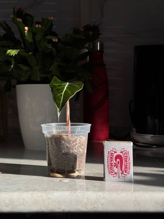 Polly Детка 30.000 сум