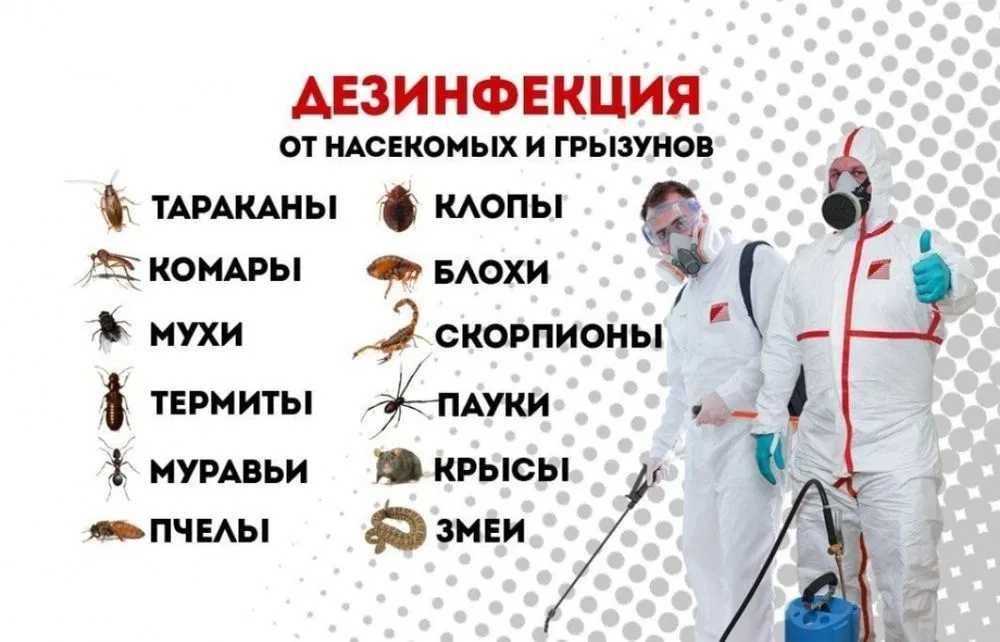 Dezinfeksiya klop tarakan Дезинфекция СКИДКИ до 40%