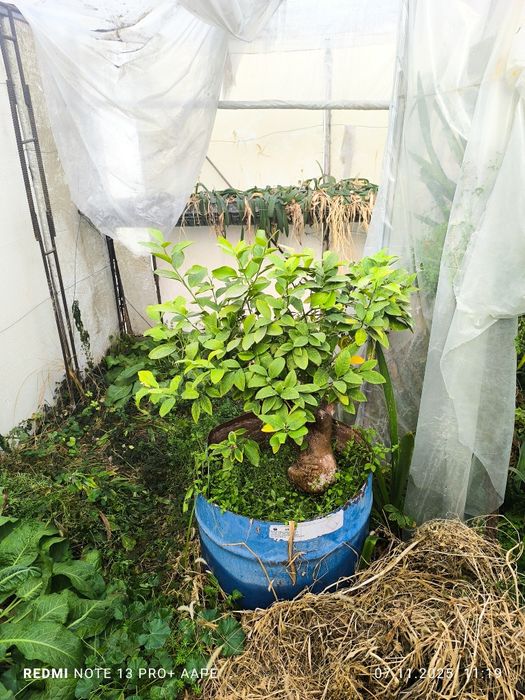 Лимон Туве сотилади