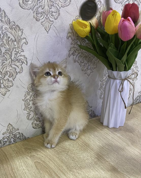 Британка золотая шиншила