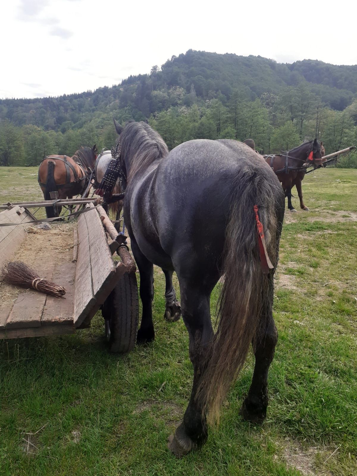 armăsar de vânzare de 2 anișori