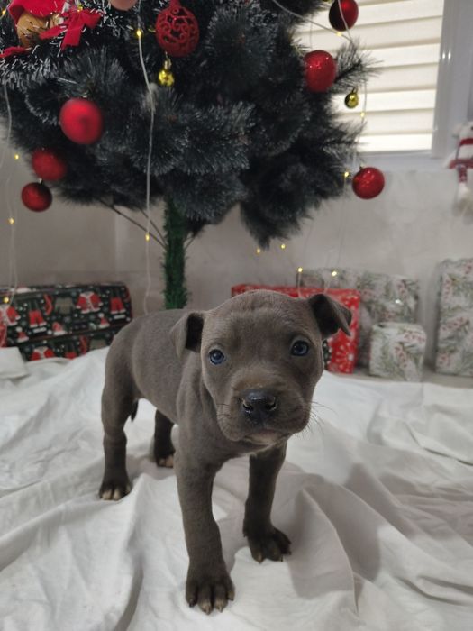 Американски питбул териер