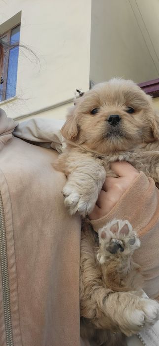 Мальтипу Ф_1 шикарный мальчик и девочка мини