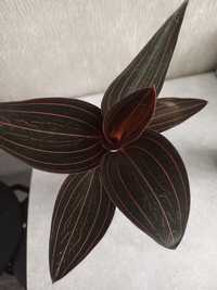 Продам цветок орхидея  Лудизия драгоценнаяя