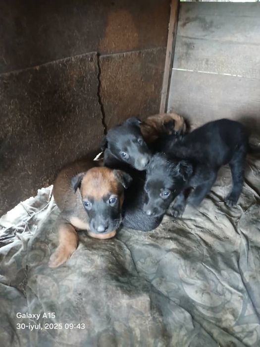 чисто кровный малинуа