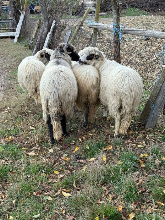 De vânzare oi tinere