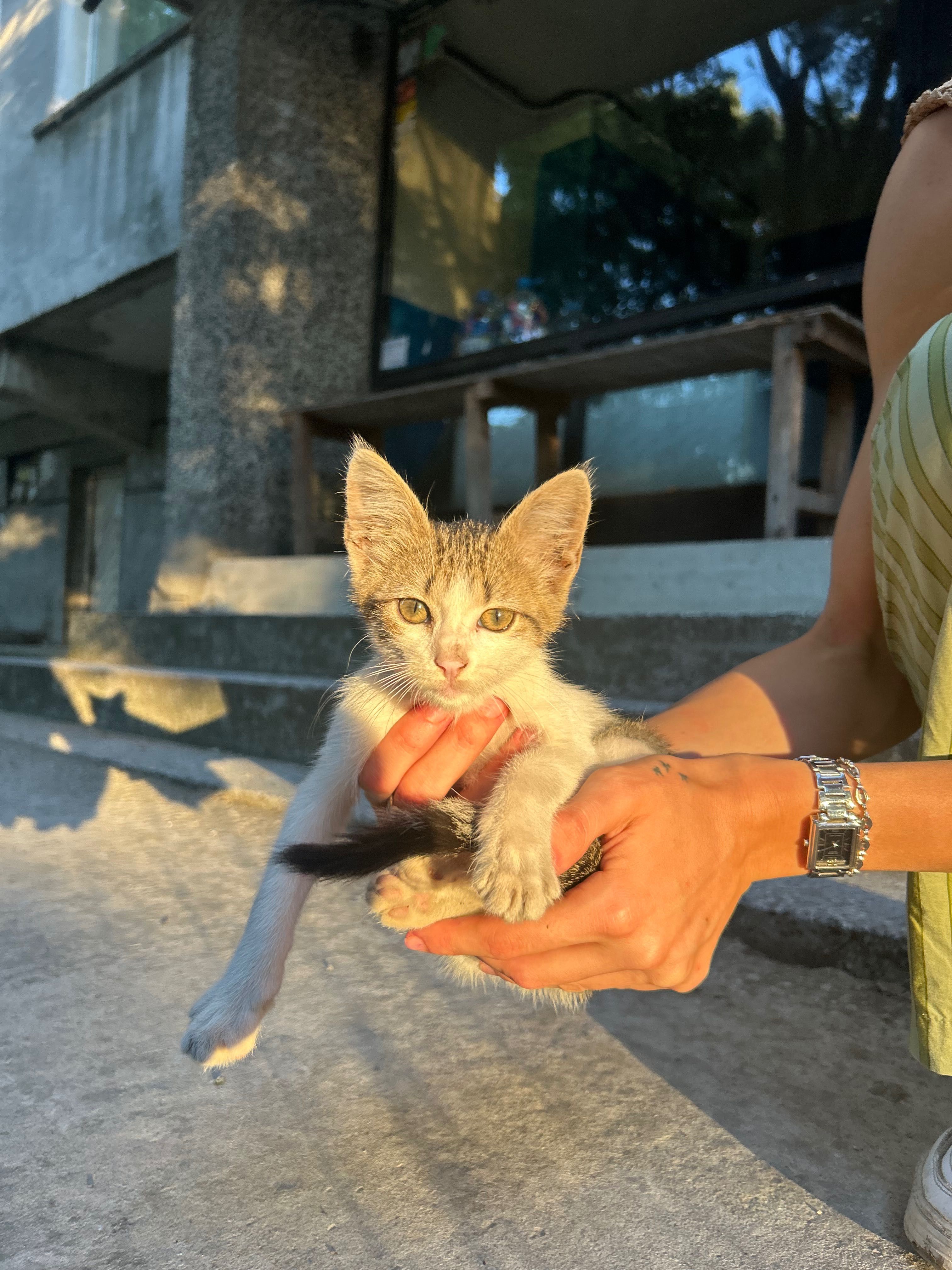 ПОДАРЯВАМ малко коте