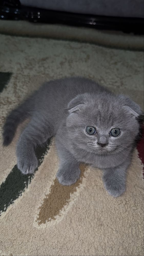 Котёнки от шистрые игрывые очень воспитыные красывые