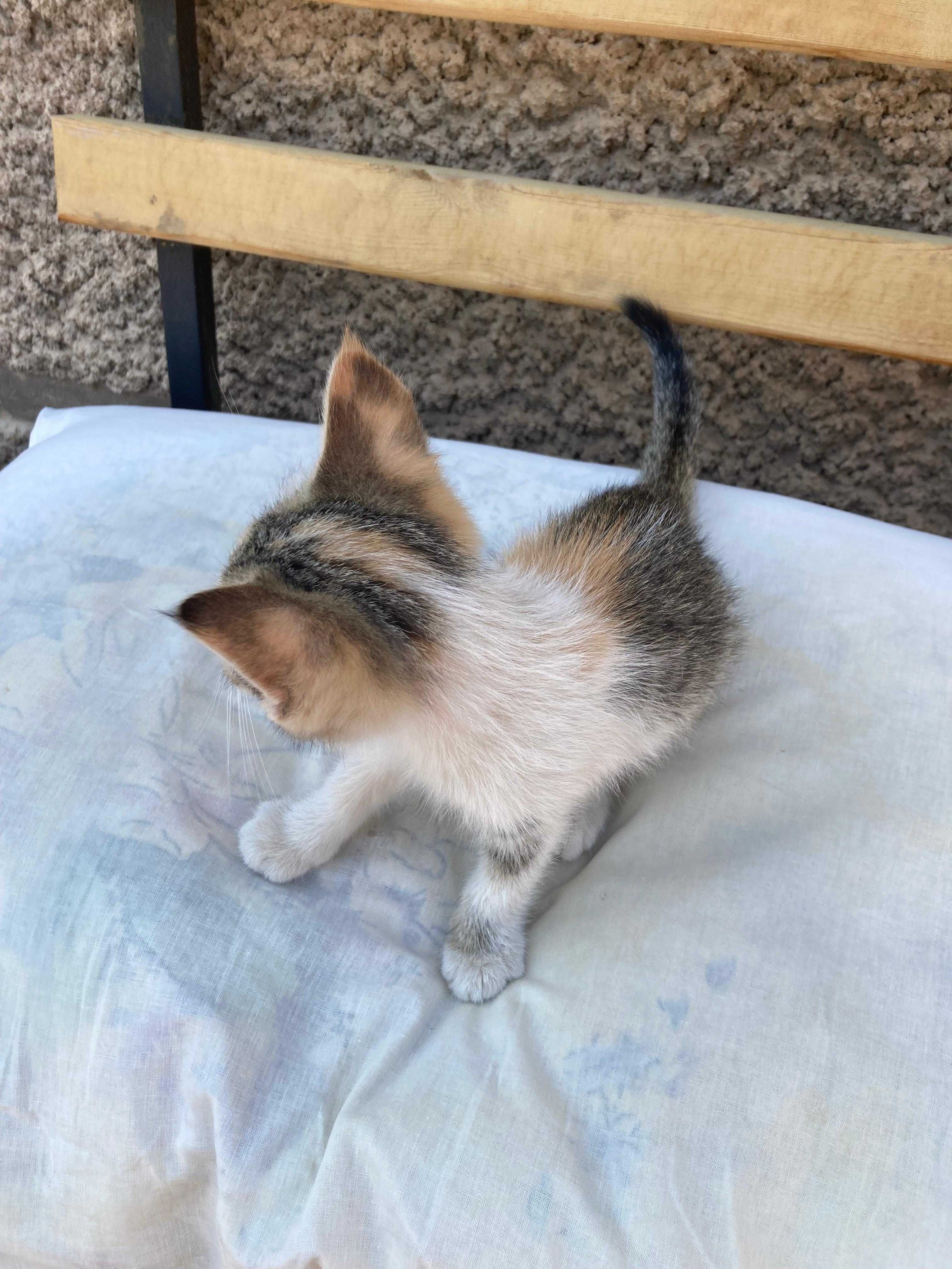 Котята домашние аккуратные