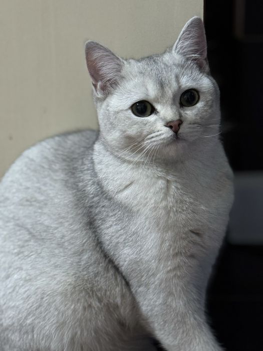 Британская шиншилла серебристая