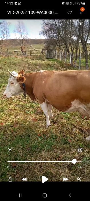 De vânzare vaca pt abator!