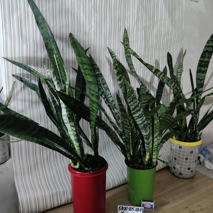 Сансевьера цветы в офис Доставка и самовывоз 10-22ч