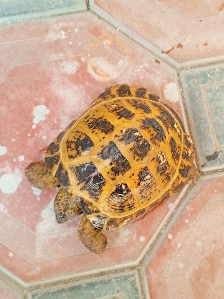 Tashbaqa sotiladi