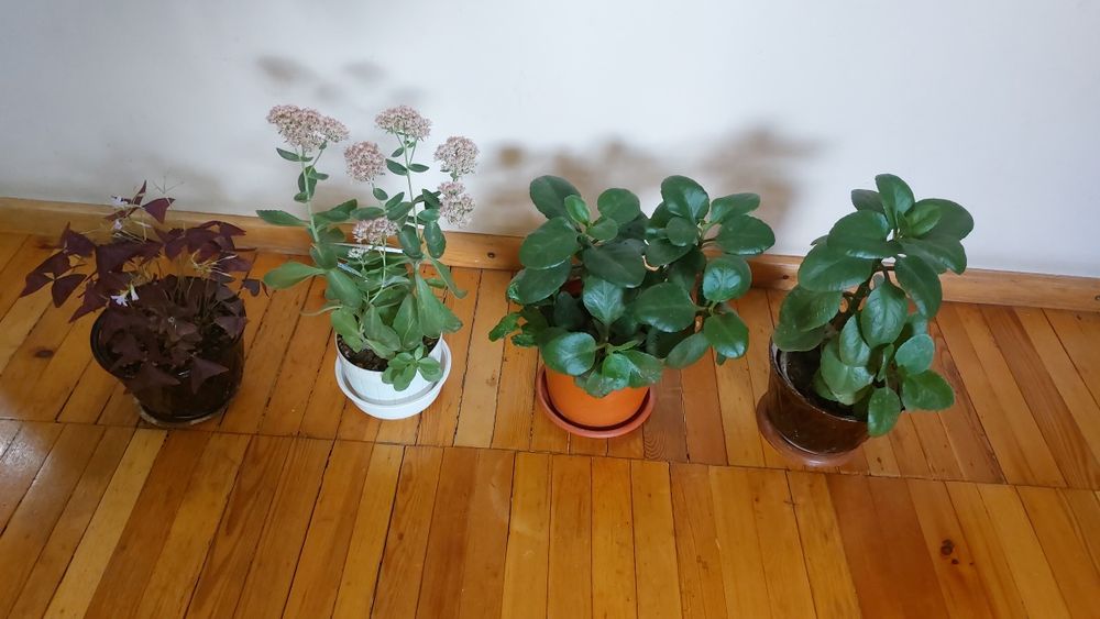 Комнатные цветы на любой вкус