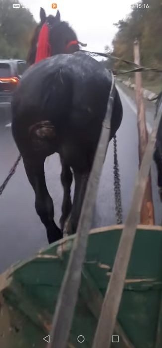 De vânzare iapa garantata