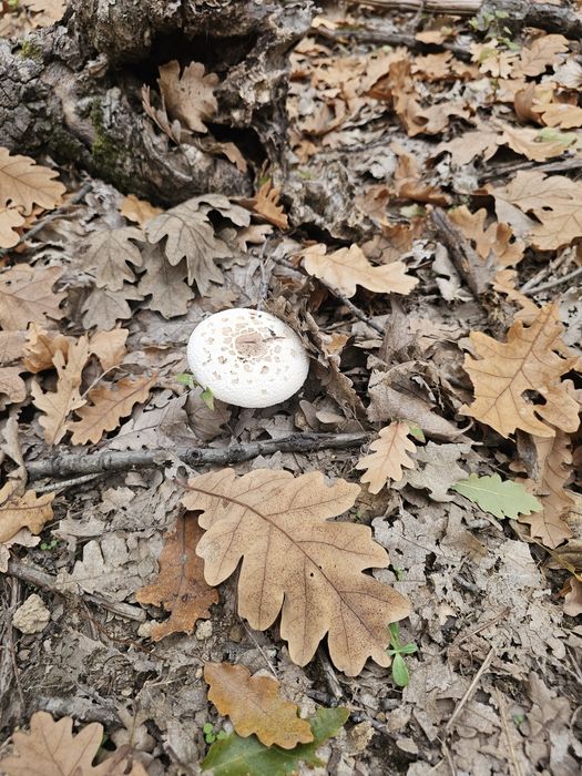 Ciuperci piciorul căprioarei