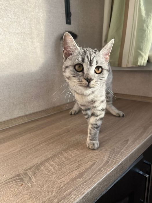 Отдам в хорошие руки кошку