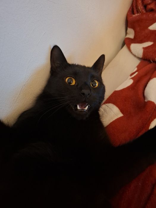 Pisică pentru adopție, mascul