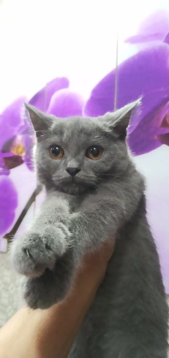 Скоттиш Мушук 6 ойли  қиз  сотилади