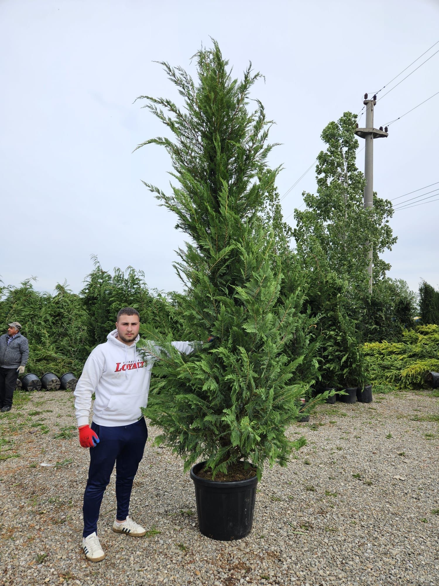 Vând tuia leylandii de mai multe dimensiuni