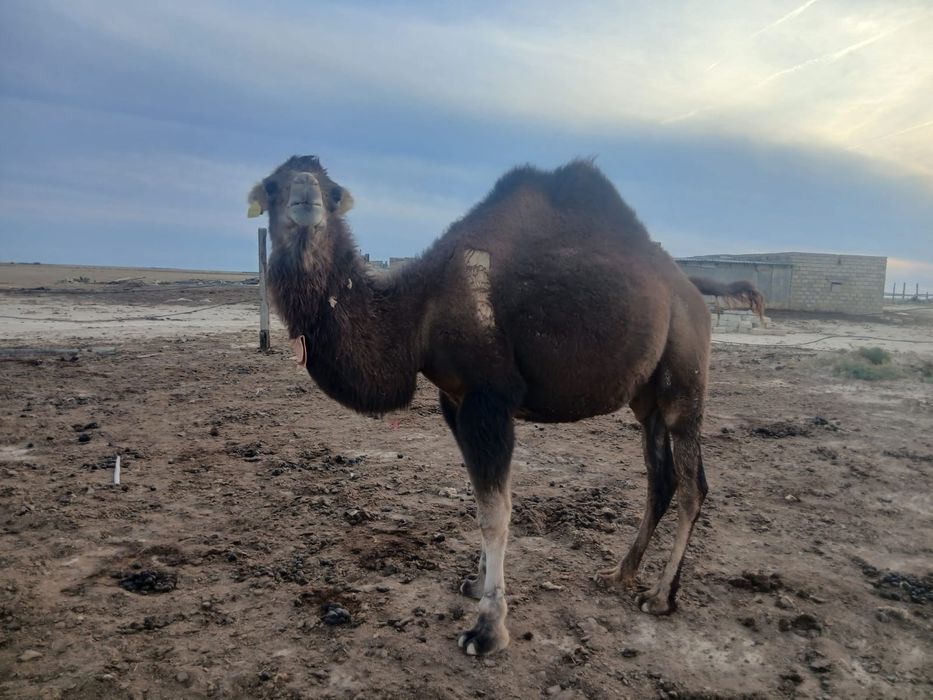 Ұрғашы құнанша  сатылады